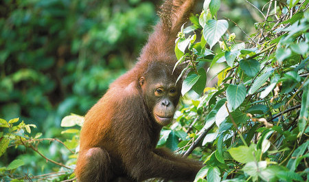 Viajes a Malasia | Orang Utan, Borneo Viajes a Malasia | Orang Utan, Borneo