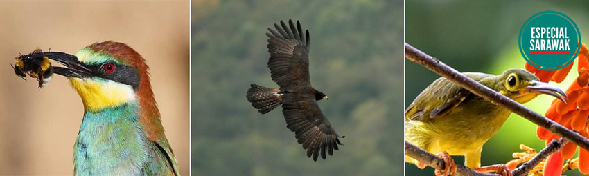 Aves Sarawak.jpg