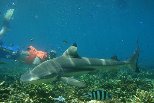 Pulau-Kapas-Malasia.jpg