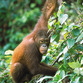 Malasia Viajes | Borneo Orangutn