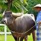 Malasia Viajes | Buffalo, Langkawi