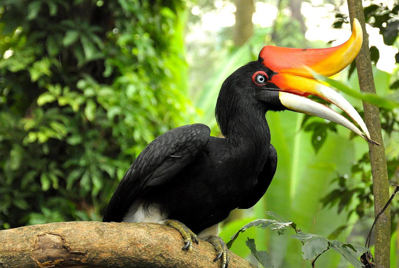 viaje-a-singapur-y-malasia-belum-hornbil