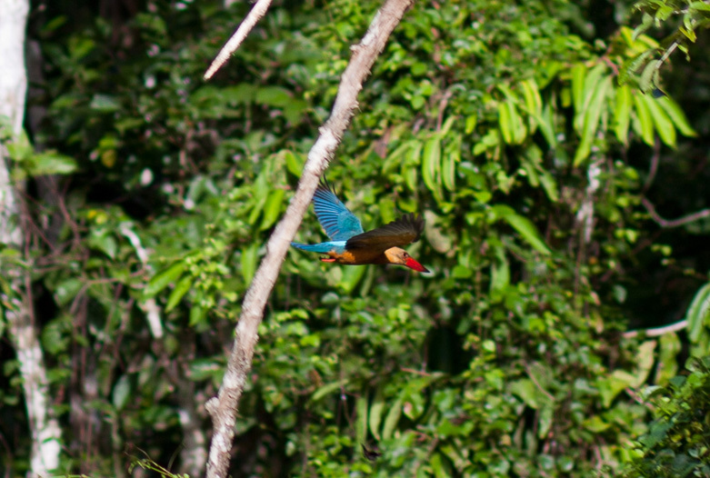 Malasia Viajes | Kingfisher, Borneo