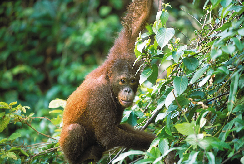 Malasia Viajes | Borneo Orangutn