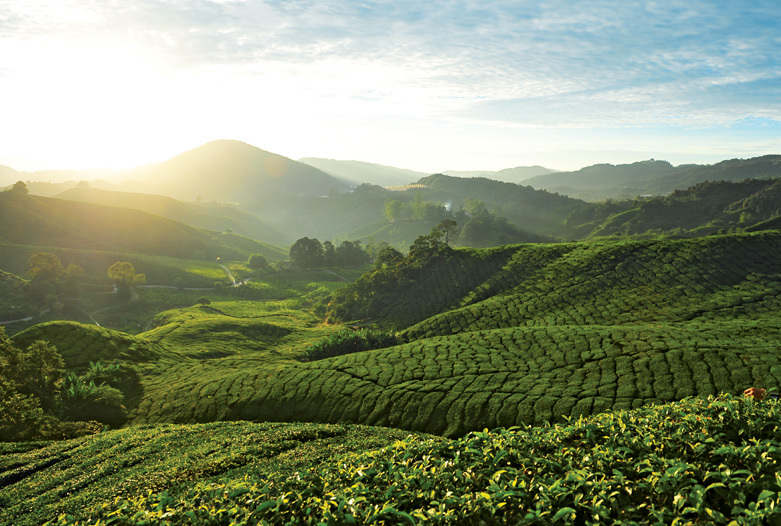 Viaje a Malasia | Cameron Highlands Plantaciones