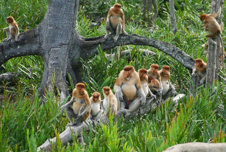 Malasia Viajes | Mono narigudo, Borneo