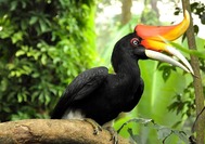 Malasia Viajes | Hornbill