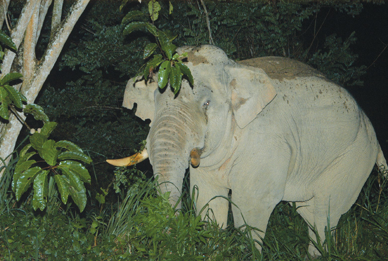 Malasia Viajes | Elefante, Royal Belum Rainforest