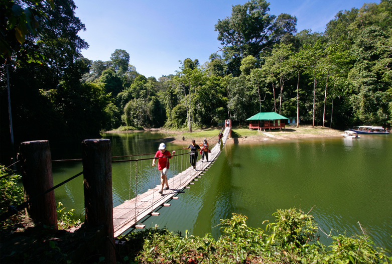 Malasia Viajes | Puente, Royal Belum Rainforest