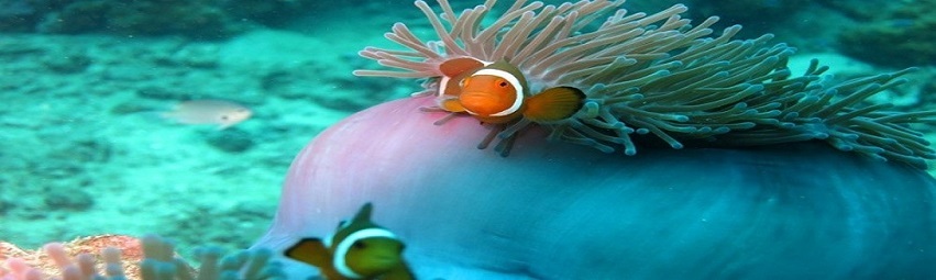 perhentian 1000x300 (opcion1).jpg perhentian 1000x300 (opcion1).jpg
