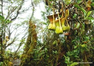 Malasia-Viajes-Planta-Carnvora-Sabah.jpg