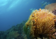 Viaje a Malasia | Mundo submarino de Tioman Island