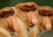 monos-narigudos-borneo.jpg