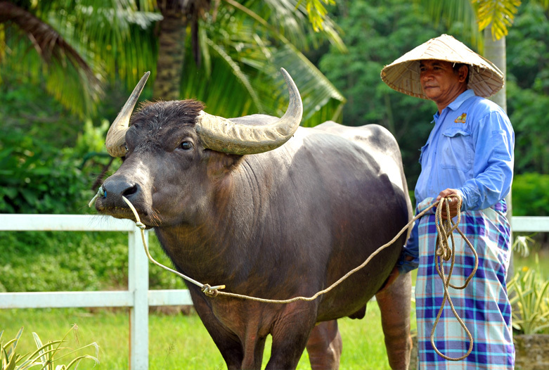 Malasia Viajes | Buffalo, Langkawi