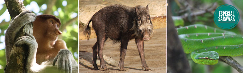 bako NP.jpg