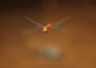 luciérnagas-borneo.jpg