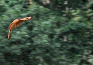 ardillas-voladoras-borneo.jpg