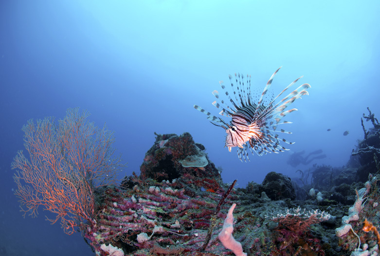 Malasia Viajes | Buceo, Perhentian Islands