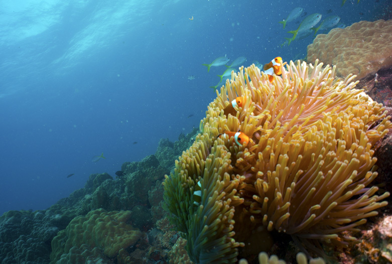 Viaje a Malasia | Buceo, Tioman Island