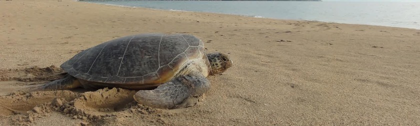 Borneo Animales Tortuga