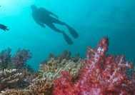 buceo-gaya-island.jpg