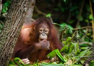 orangután-borneo.jpg