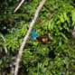 Malasia Viajes | Kingfisher, Borneo