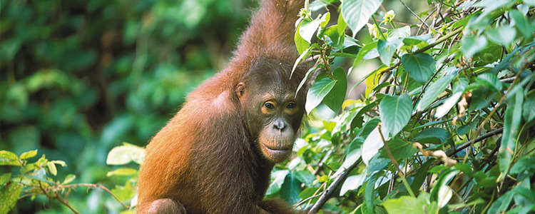 Malasia Viajes | Borneo Orangután Malasia Viajes | Borneo Orangután