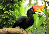 Precioso Hornbill en el Royal Belum Rainforest
